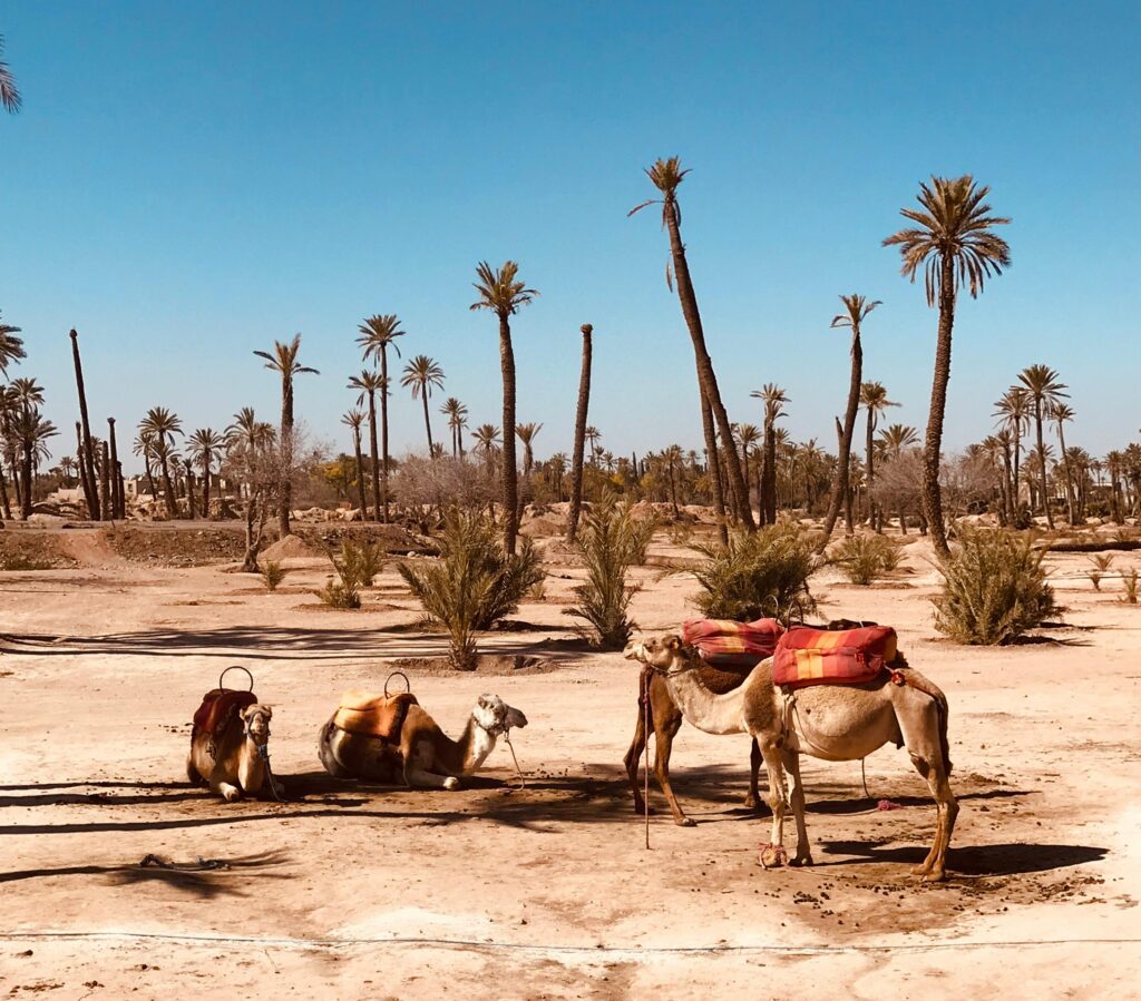 Balade à dos de dromadaire dans la Palmeraie